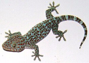 Gecko tokay