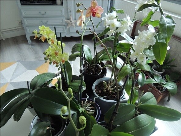 orchidées 1