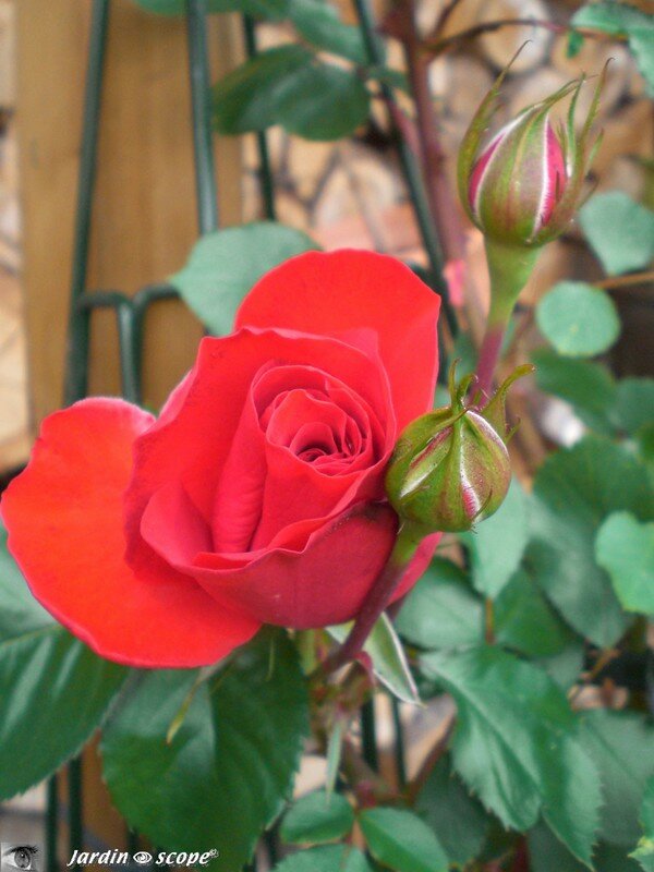 Rosier 'Liliana'