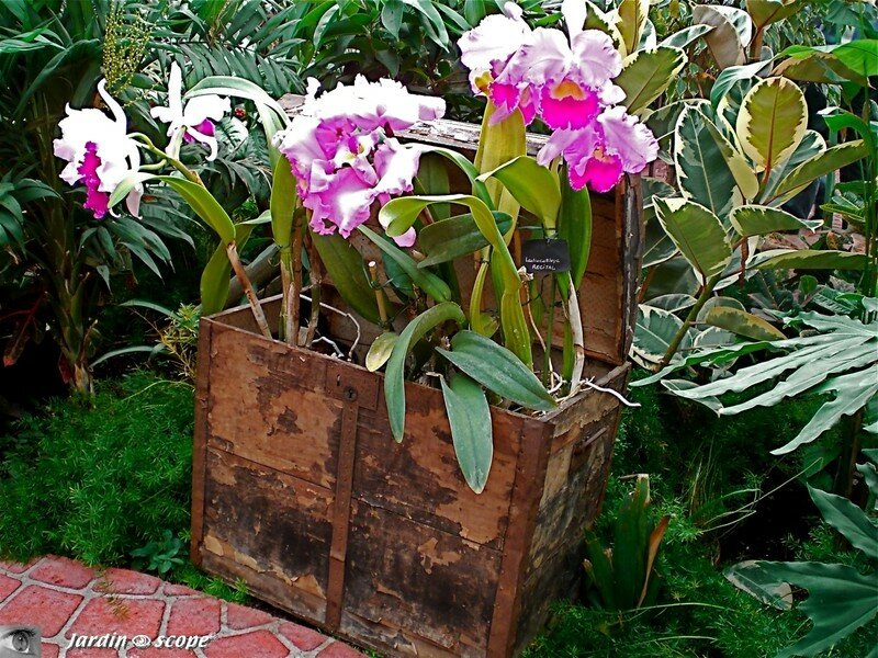 Expo d'Orchidées 2008 - Serre aux papillons du Parc Floral d'Orléans