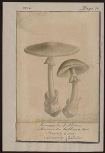 Gillet_Amanita_Phalloides_1