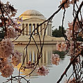 Cherry Blossom à Washington