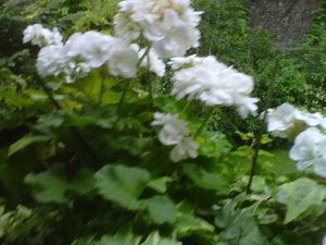 IMG00436-20120624-1843