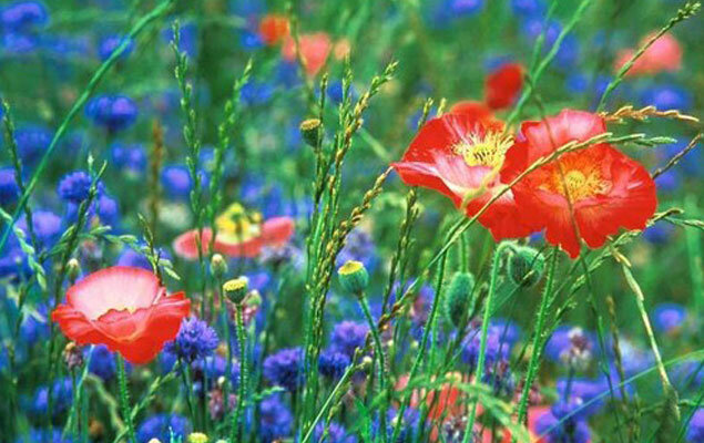 jardin-de-ville-fleurs-champs-decor