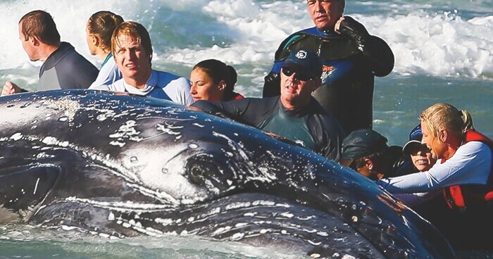 beached-whale-rescue