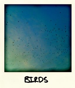 birds2
