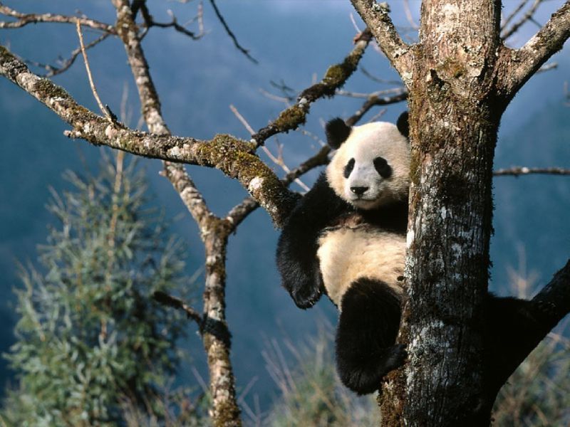 Sweet-Panda-pandas-12538435-1024-768