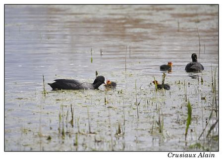 cnb_uitkerke_2012_04_22__14