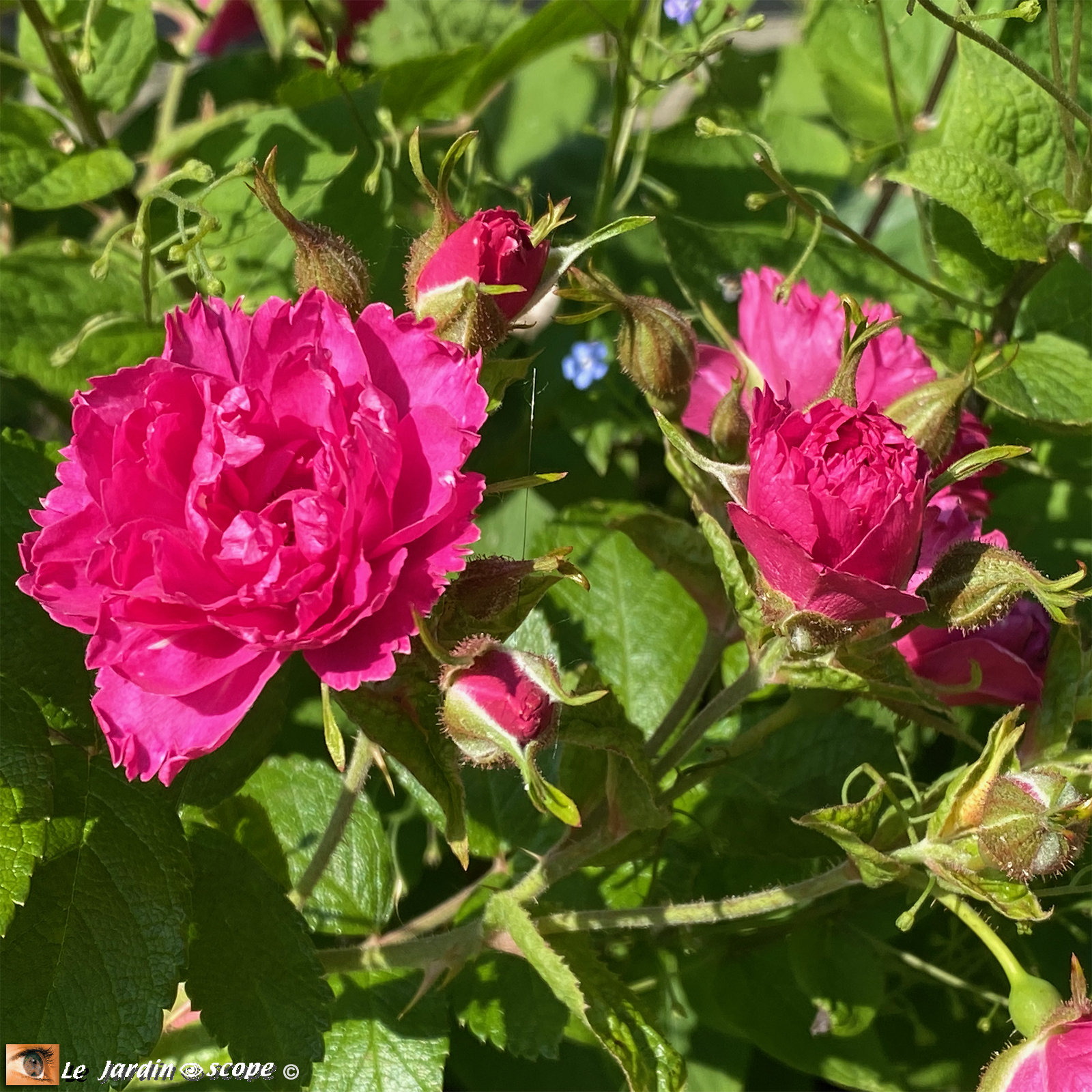 Rosa 'FJ Grootendorst'