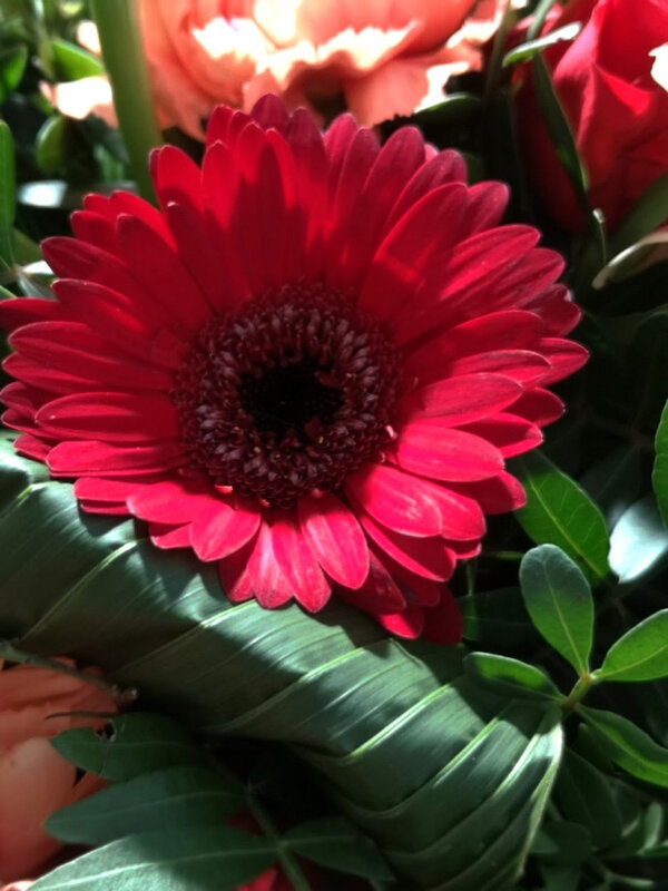 gerbera