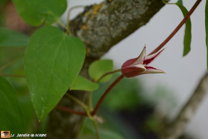 Clematis-Princess-Diana