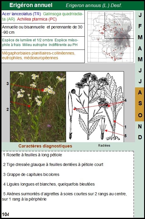 Erigeron_annuus