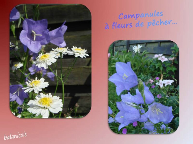 balanicole_2015_7_aout_fleurs diverses_15_campanules