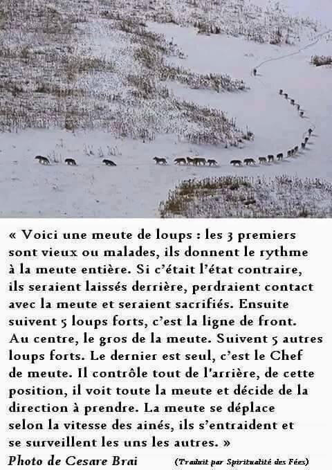 meute de loups