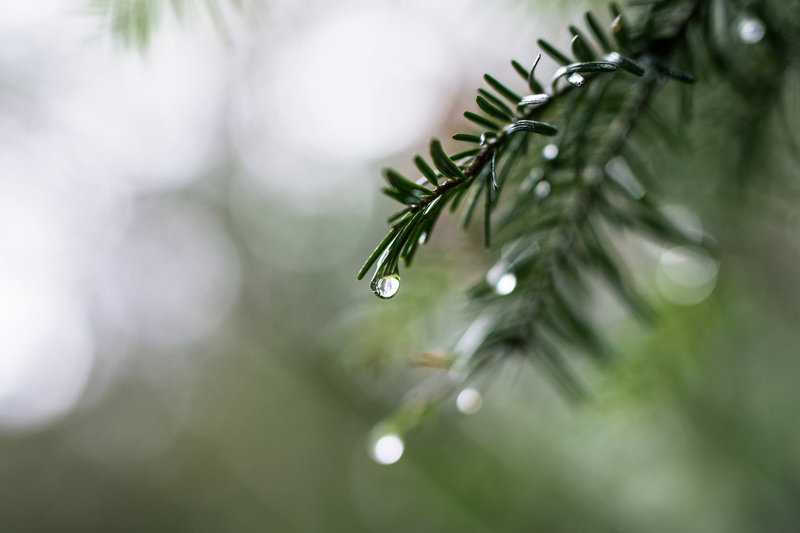 sapin_2