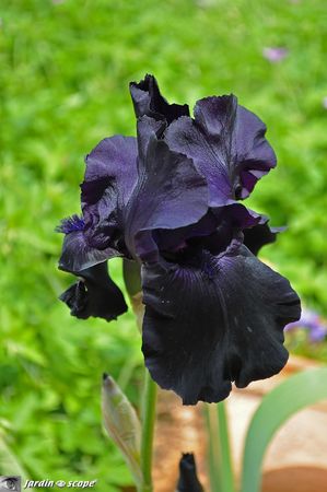 Iris-Black-Tie-Affair-2