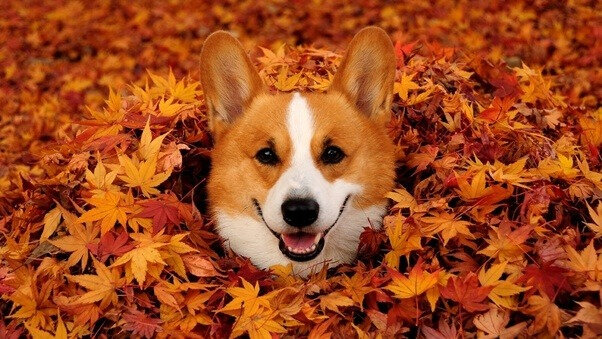 corgi