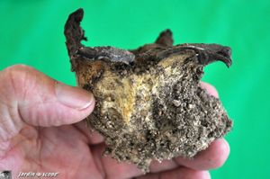 Scleroderme-gaester-3