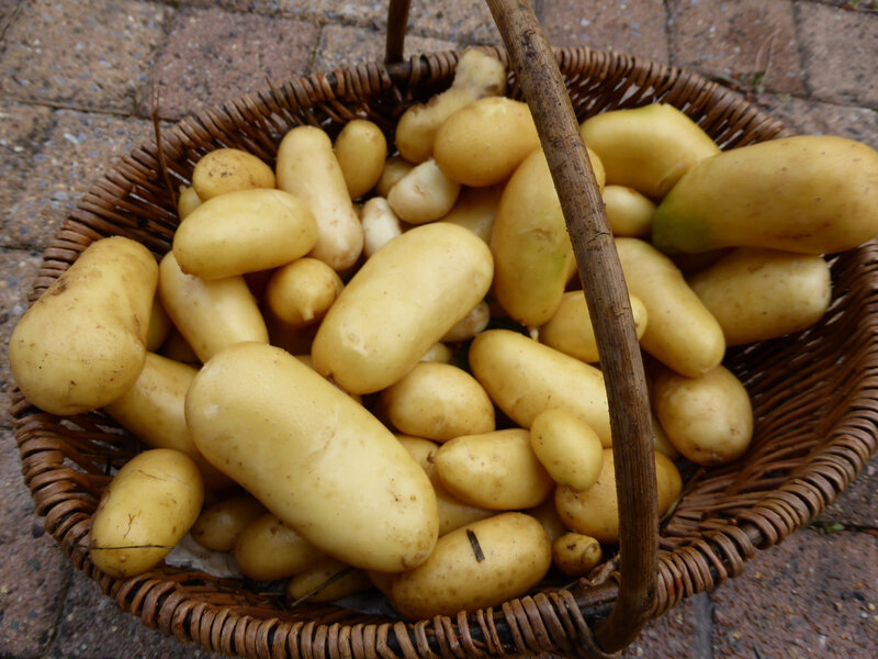 15-pommes de terre (1)