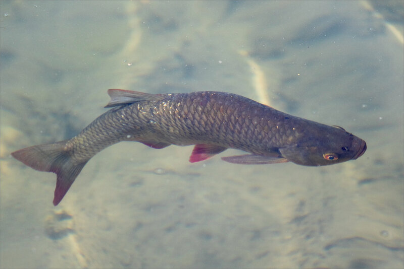Poisson rivière bouche 3 300319