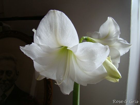 amaryllis blanc II