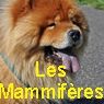 LES MAMMIFÉRES