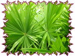 palmier Livistonia