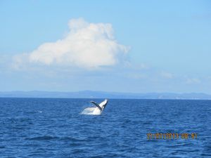 2013-07-21 Baleines et dauphins (41)