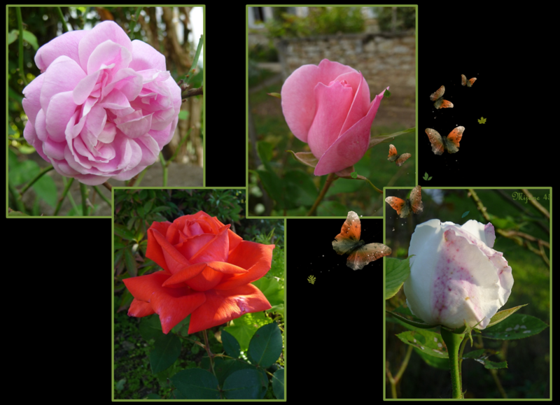 Image de roses
