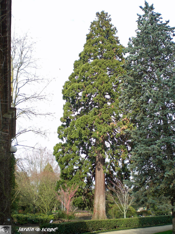 Séquoia géant • Sequoiadendron giganteum