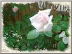 rose_sur_toile