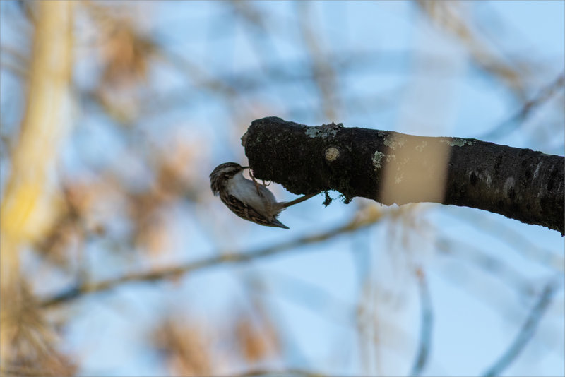 Oiseau grimpereau150122 ym 16