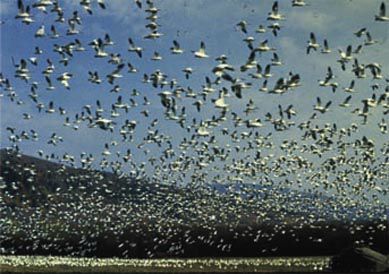 les_oiseaux_attaquent