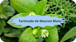 11 MOURON BLANC(4)Tartinade de Mouron Blanc-modified