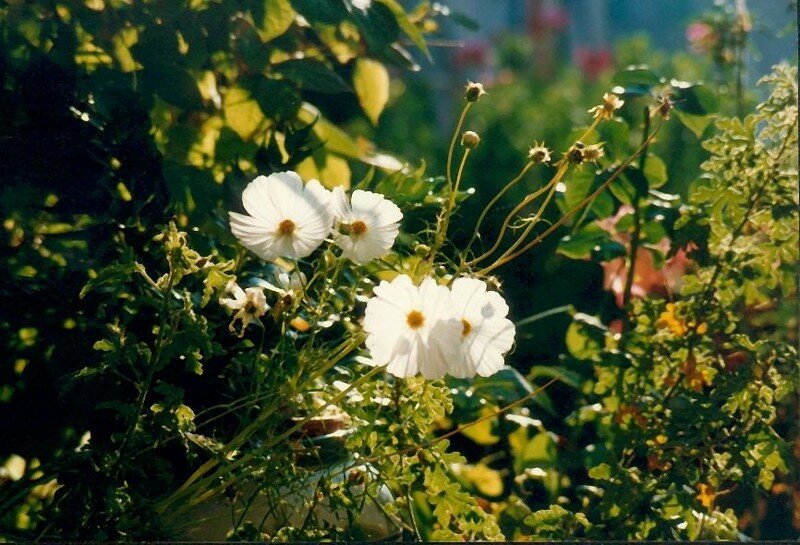 cosmos blancs