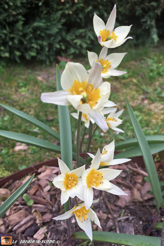 Tulipes-turkestanica-2