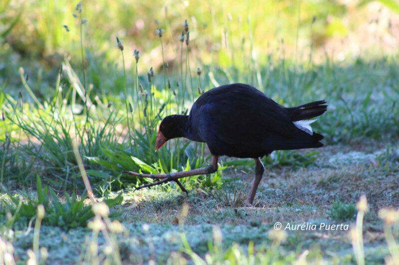 Pukeko © Aurélia Puerta