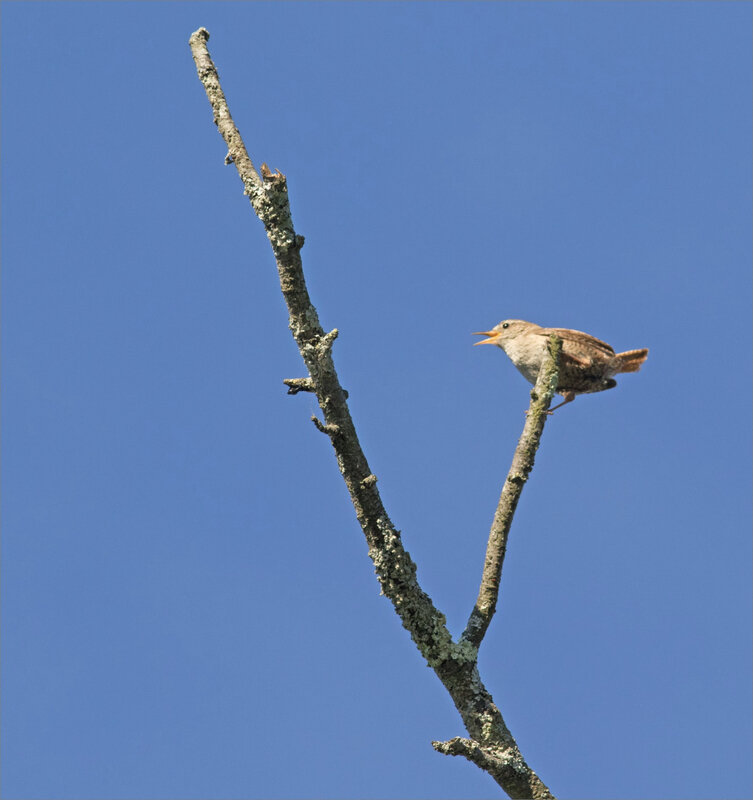 ville oiseau troglodyte chant ciel bleu matin 010619 1