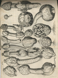 sterbeeck_plate