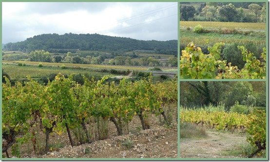 Vignes en automne1