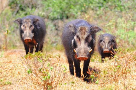 Hyloch_res__parc_des_Aberdares__Kenya