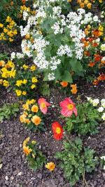 Parterre de fleurs