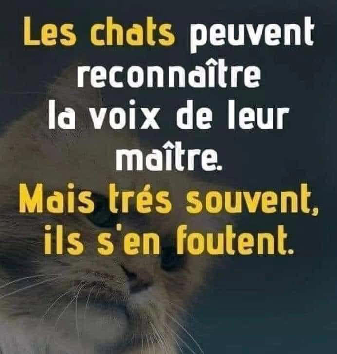 Vie de chat