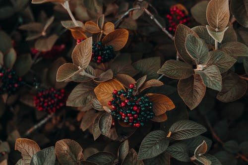 automne_16