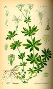 360px_Illustration_Galium_odorata0