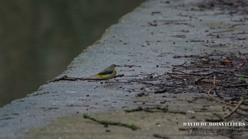 Bergeronnette des ruisseaux (Motacilla cinerea - Grey Wagtail)