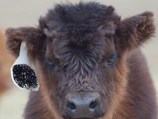 CropEarCalf