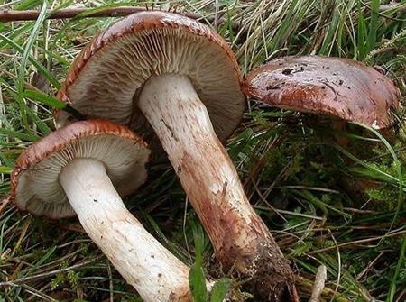 Tricholome_blanc_et_brun4