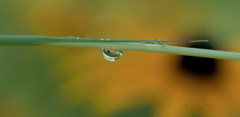 Matin jaune