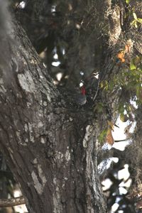 247-1 Red-bellied Woodpecker Melanerpes carolinus